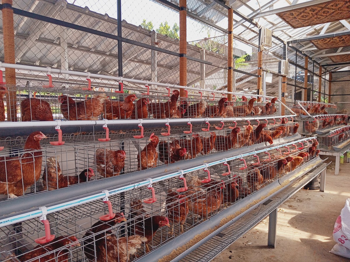 Ayam Kampung Hidup per Ekor